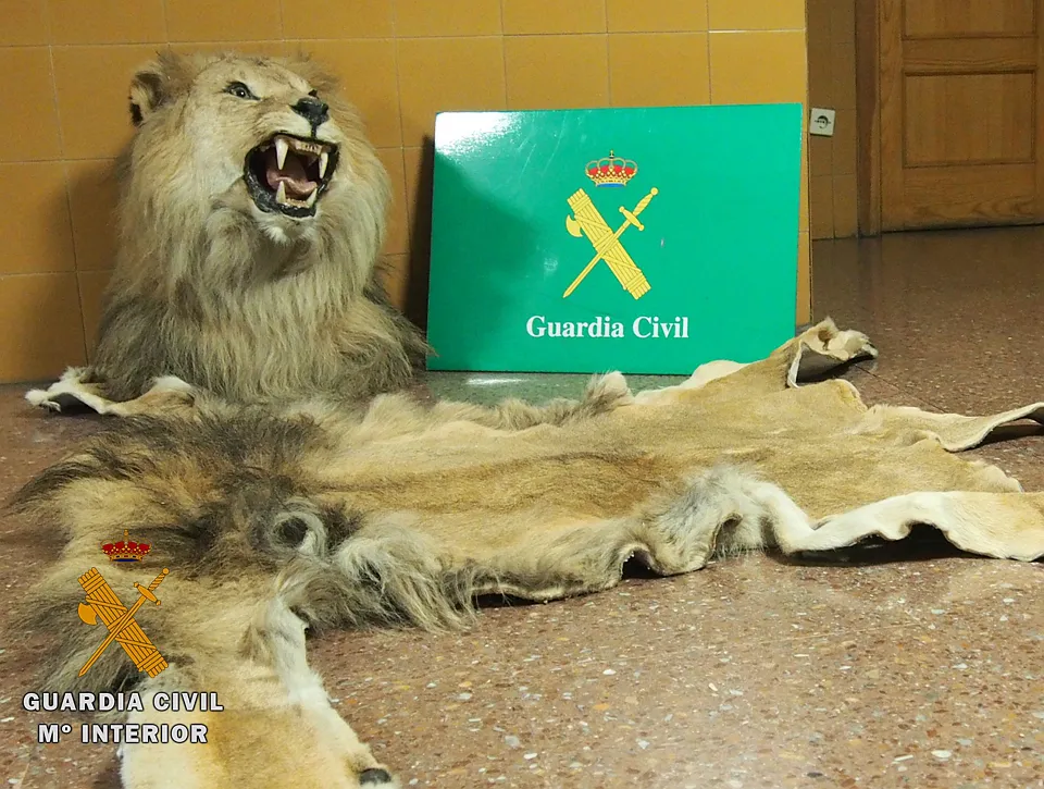 Sucesos Burgos: La Guardia Civil ha intervenido una cabeza naturalizada de león y su piel