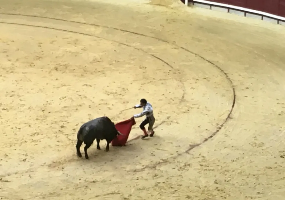 Actualidad Burgos: Lorena de la Fuente considera que el nuevo pliego aportará más calidad a la Feria Taurina