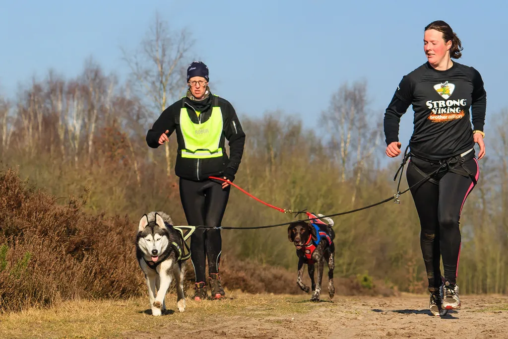 Deportes Burgos: El Canicross de San Adrián celebra su XII edición dentro de la Copa de España de Mushing