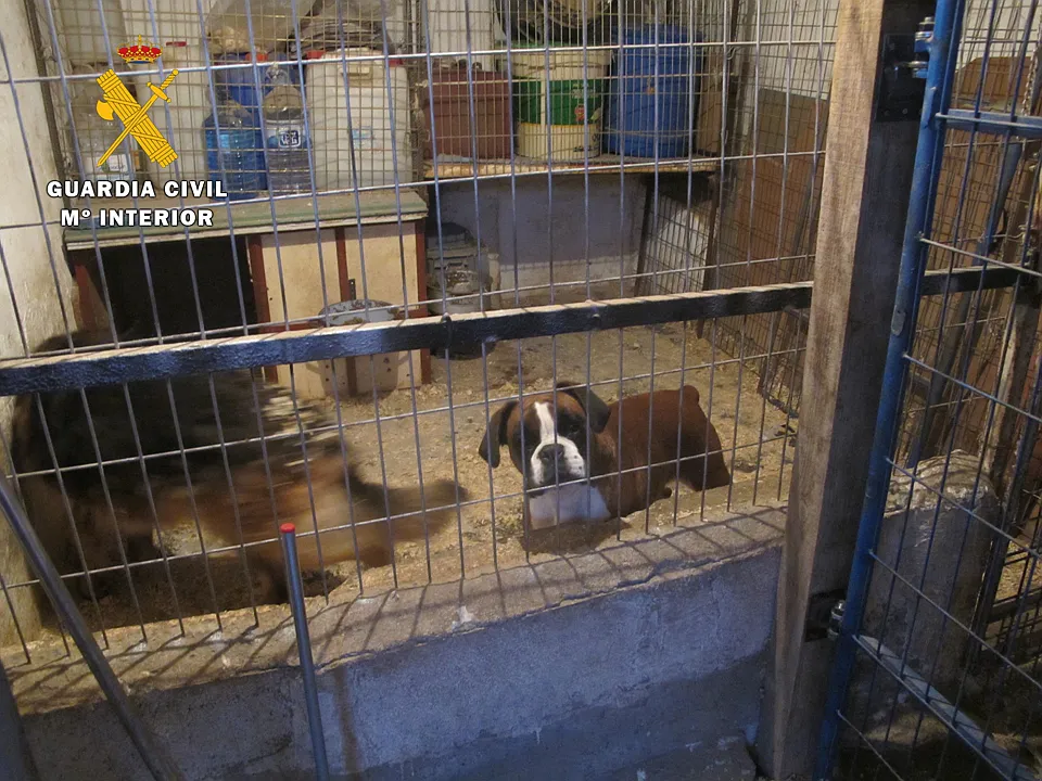 Sucesos Burgos: La Guardia Civil destapa una residencia canina clandestina
