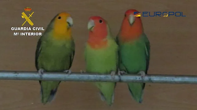 Sucesos Burgos: Detenidas 29 personas pertenecientes a una organización internacional dedicada al comercio ilegal de especies de aves