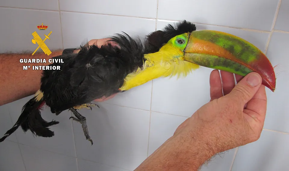 Sucesos Burgos: 80 ejemplares de aves exóticas han sido incautadas en Miranda de Ebro