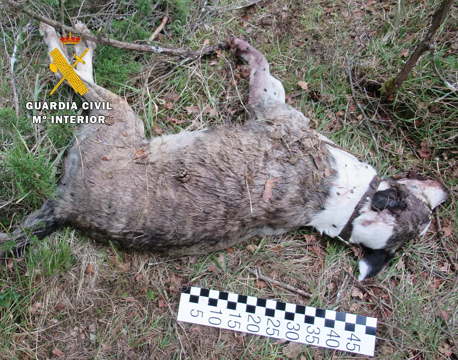 Sucesos Burgos: El SEPRONA instruye diligencias por maltrato animal