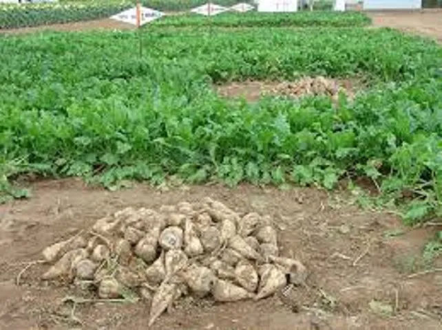 Castilla y León Burgos: 17.300 controles para garantizar la sanidad vegetal de los cultivos agrícolas regionales
