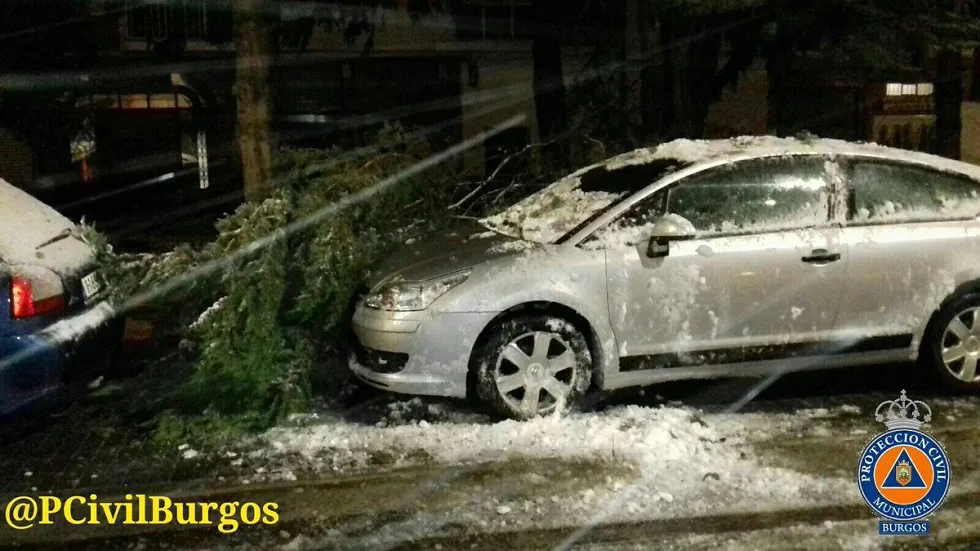 Actualidad Burgos: Árboles caídos en el barrio de San Cristóbal a causa de la nieve