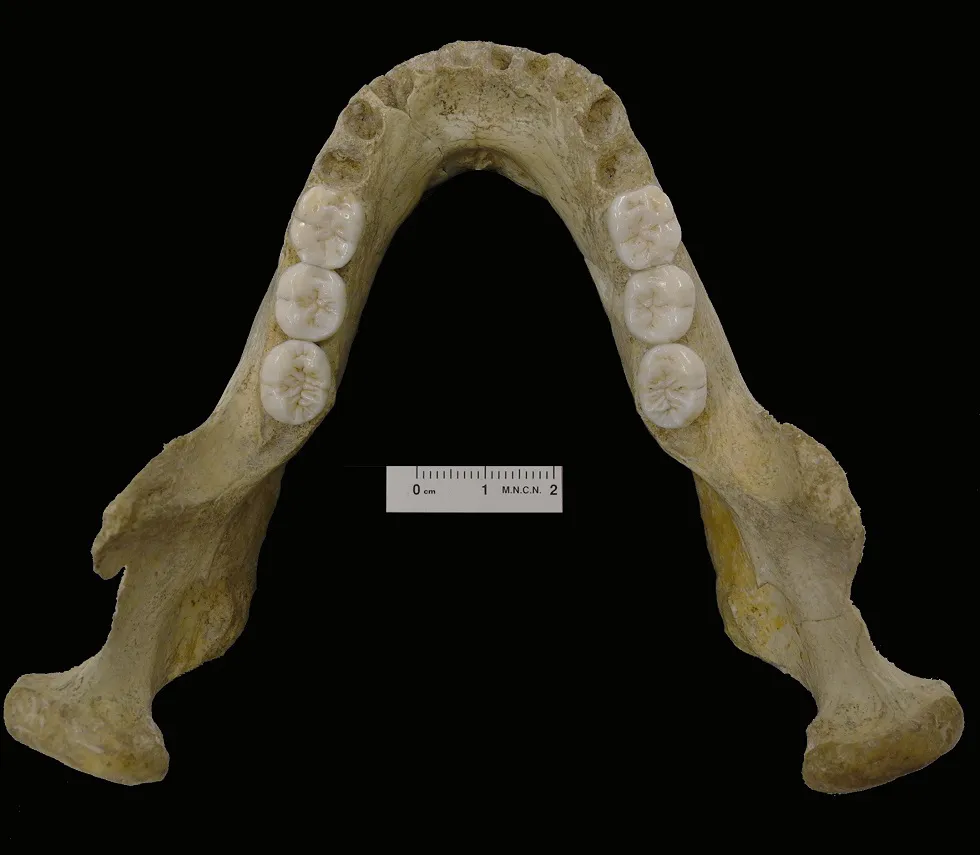 Ciencia Burgos: Investigadores del CENIEH desvelan datos sobre el orígen de los Neandertales