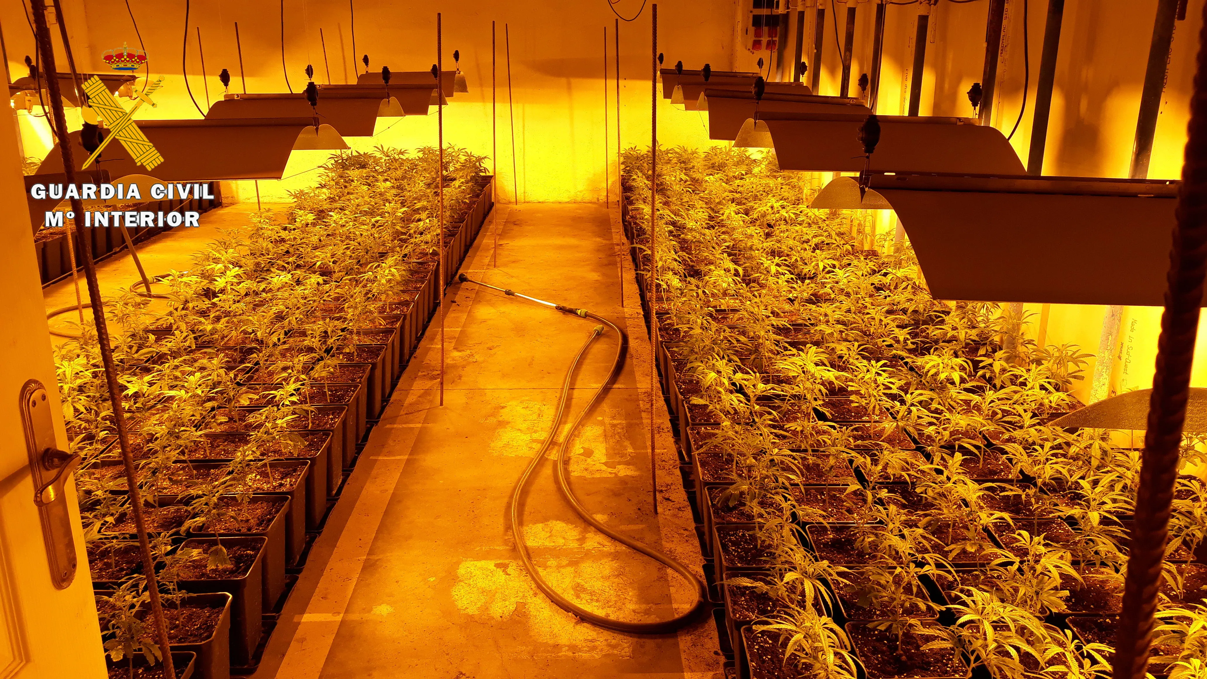 Sucesos Burgos: La Guardia Civil desmantela una plantación de marihuana