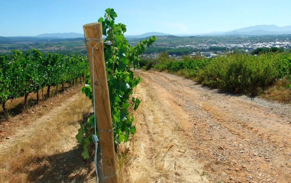 Castilla y León Burgos: 5.500 agricultores burgaleses votarán en las elecciones agrarias