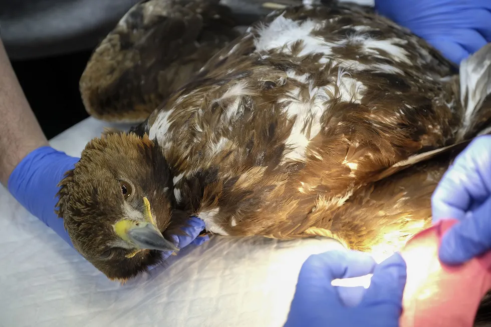 Castilla y León Burgos: La red de centros de atención de fauna silvestre de la Comunidad atendió a más de 2.500 animales en 2017