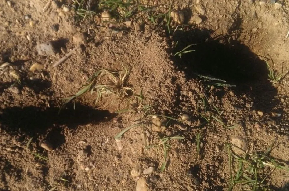 Castilla y León Burgos: UCCL solicita medidas eficaces para controlar la plaga de conejos en la comunidad