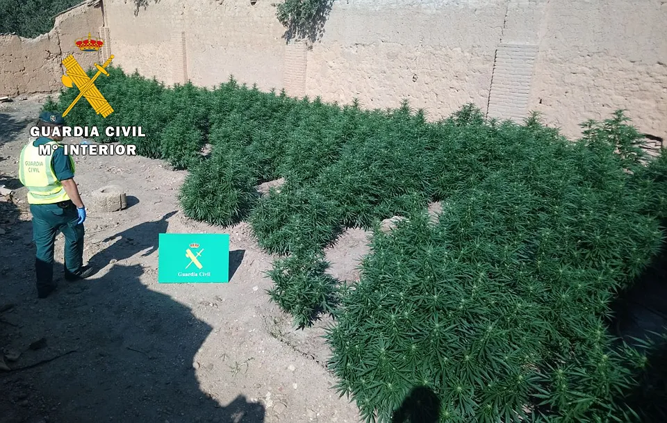 Sucesos Burgos: La Guardia Civil detiene al propietario de una plantación de marihuana en La Ribera