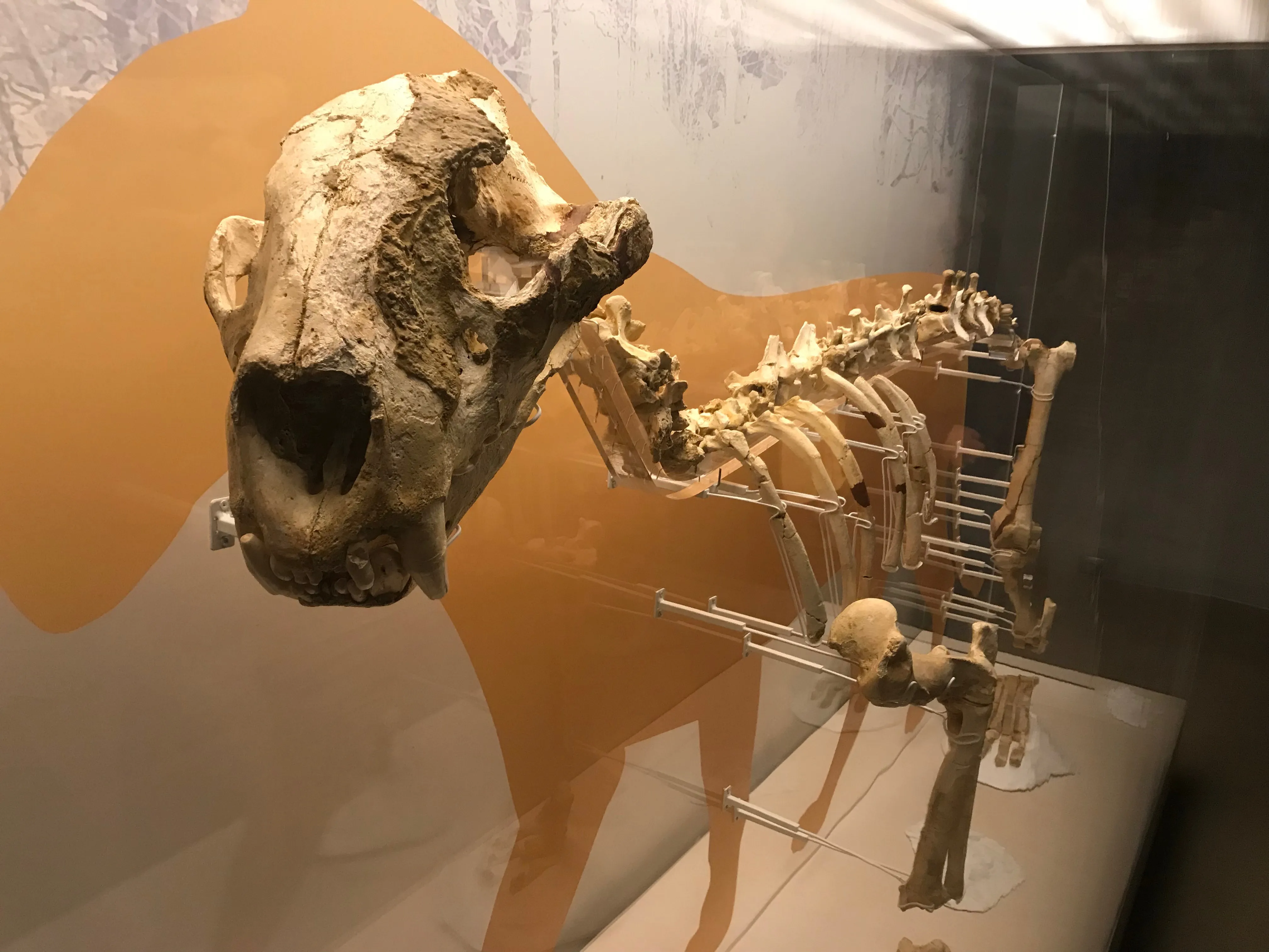 Cultura Burgos: El MEH acoge un esqueleto completo de un león de las cavernas