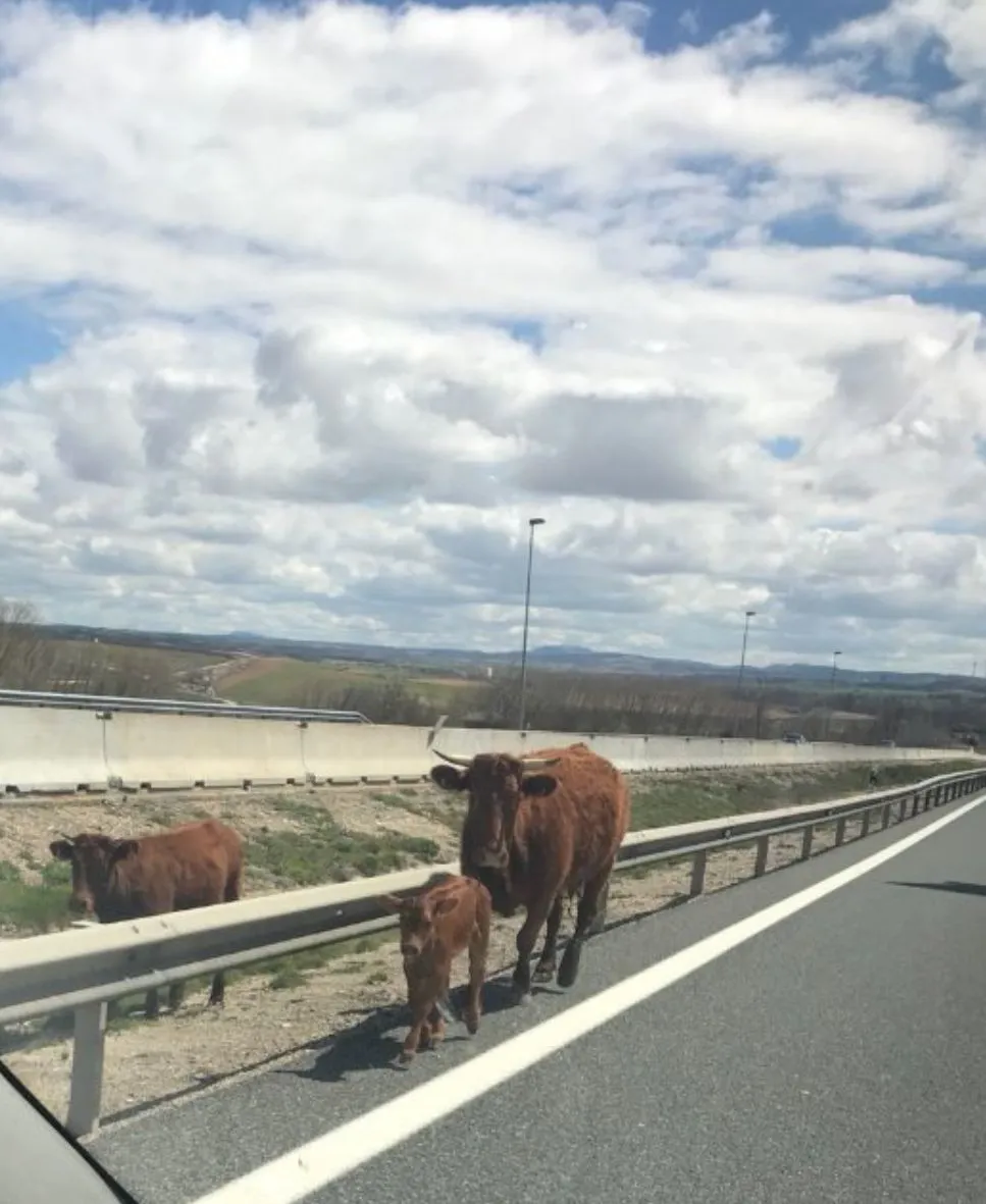 Sucesos Burgos: Retenciones en la A-1 por unas vaquillas sueltas