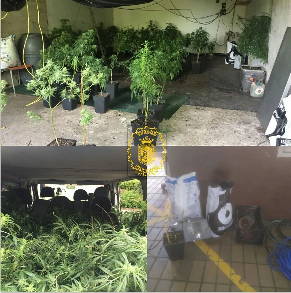 Sucesos Burgos: La Policía Local desmantela en Villatoro una plantación de marihuana