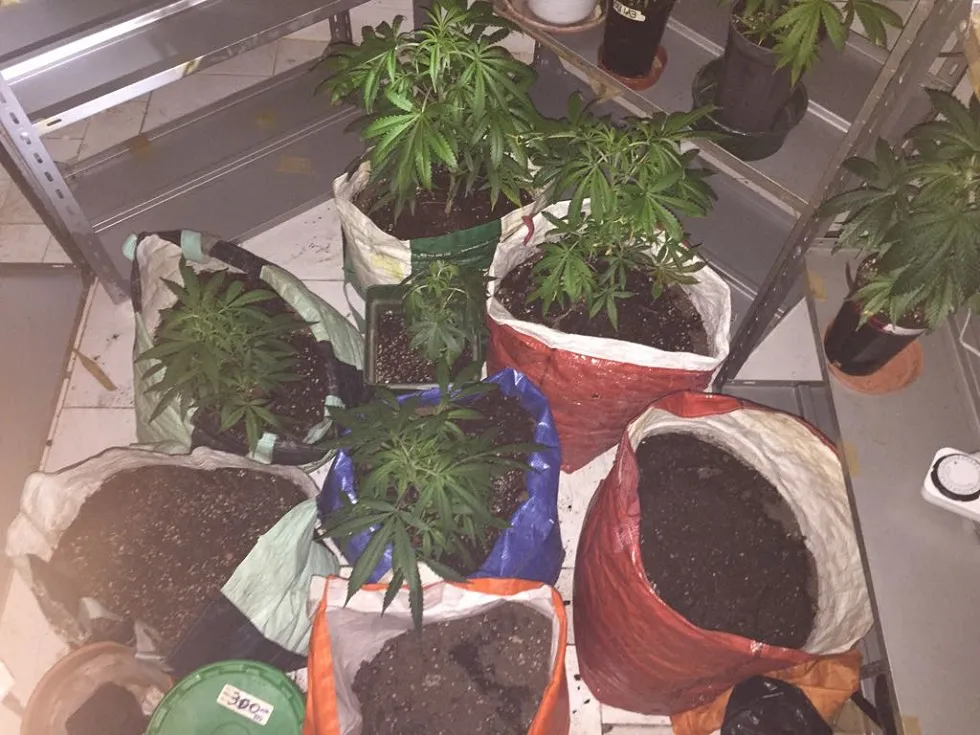 Actualidad Burgos: Intervenida una plantación de marihuana en una asociación cultural de la capital