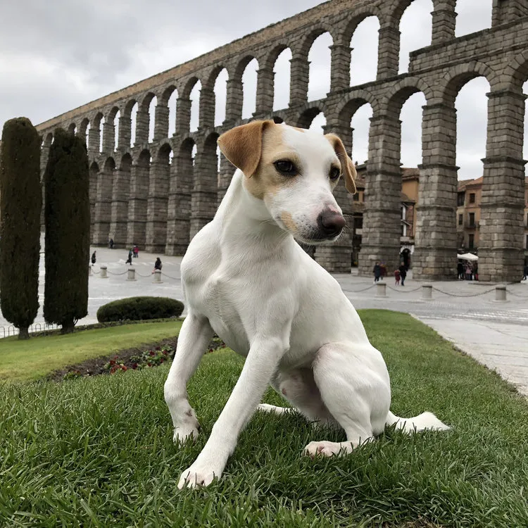 Castilla y León Burgos: La Junta promociona Castilla y León como destino de turismo de mascotas en el viaje por España de ‘Pipper’, el primer perro turista