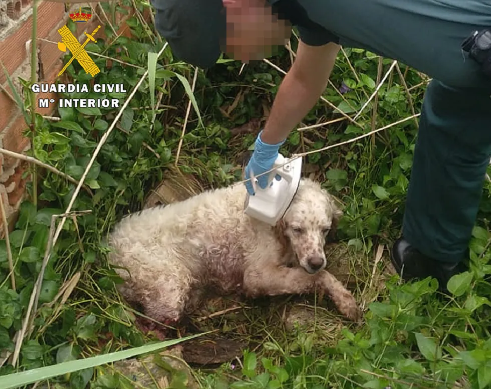 Actualidad Burgos: El SEPRONA auxilia a un perro abandonado que sufrió un atropello