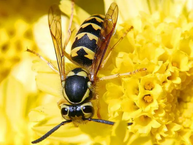 Castilla y León Burgos: Los incidentes provocados por las abejas casi se multiplican por cuatro por la alta floración en primavera