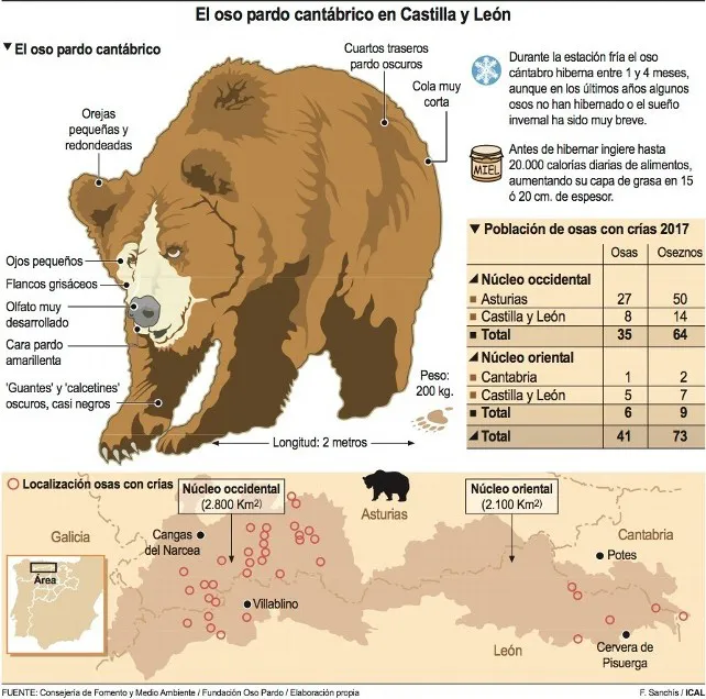 Castilla y León Burgos: La población osera sigue su ascenso en ejemplares en toda la Cordillera Cantábrica
