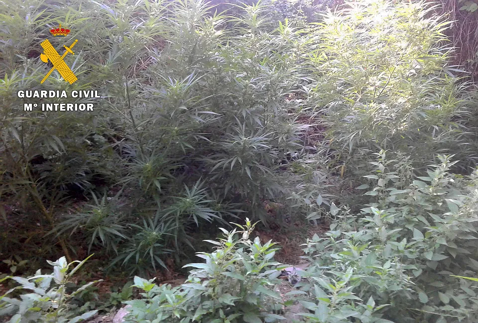 Sucesos Burgos: La Guardia Civil descubre dos plantaciones de marihuana en el Valle de Tobalina