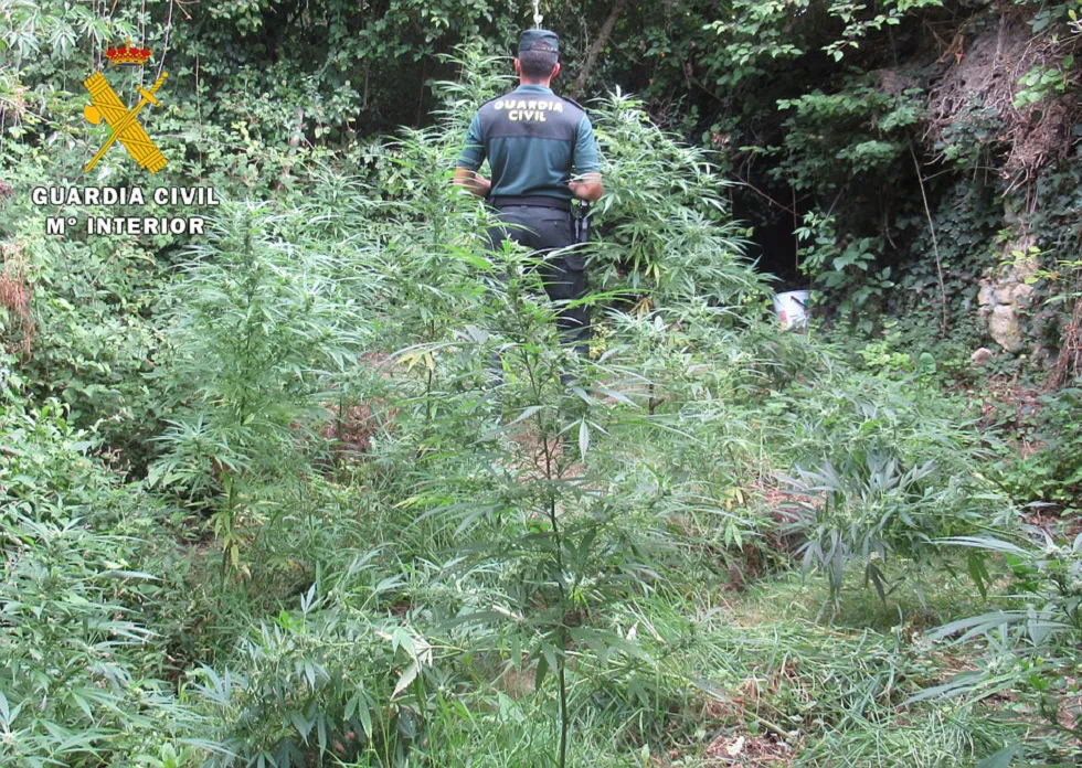 Sucesos Burgos: Descubren una plantación de marihuana oculta junto a un arroyo