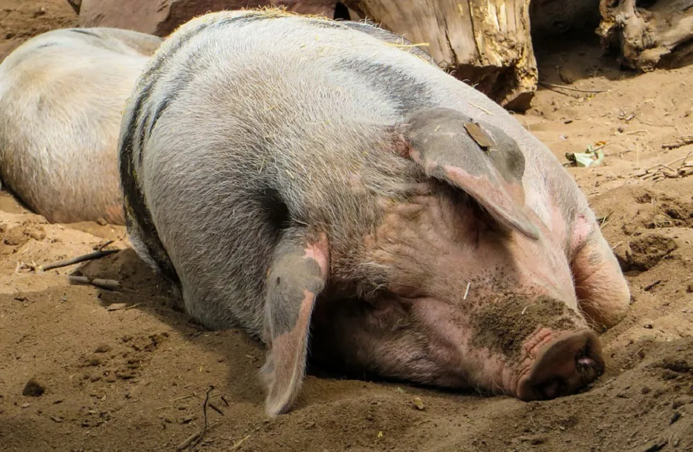 Castilla y León Burgos: Asaja de Castilla y León pide medidas para evitar que la peste porcina africana vuelva a nuestro país