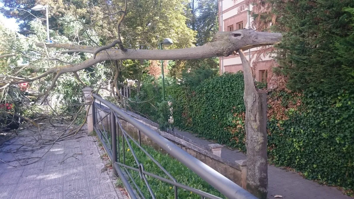 Sucesos Burgos: Cae un árbol sobre un vehículo aparcado en la calle Benedictinas