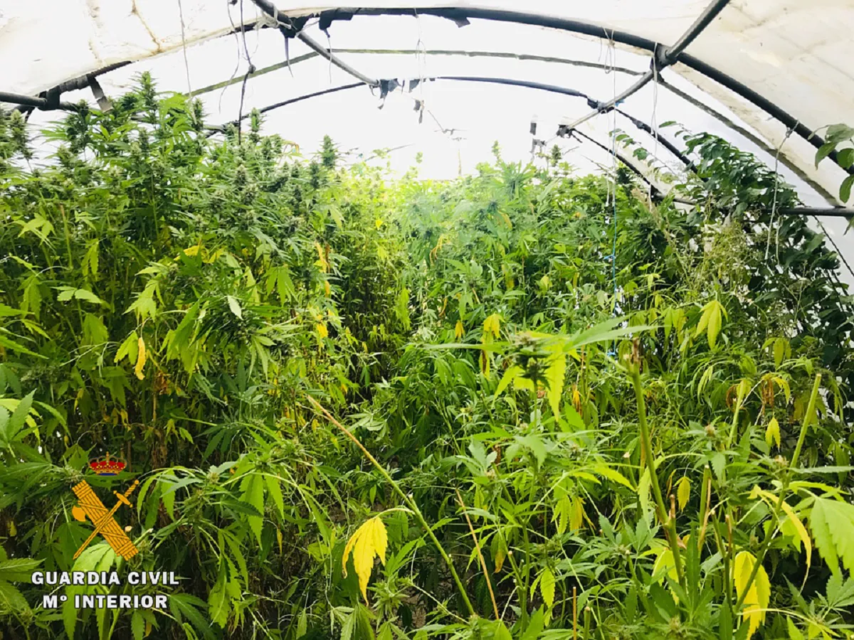 Sucesos Burgos: La Guardia Civil descubre una plantación de marihuana en un invernadero