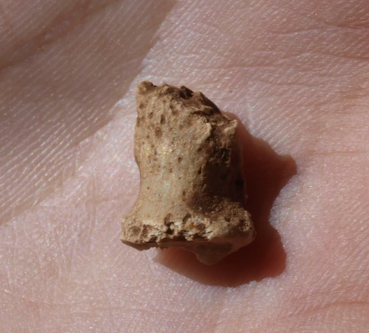 Cultura Burgos: Primera publicación que confirma la existencia de neandertales en Atapuerca