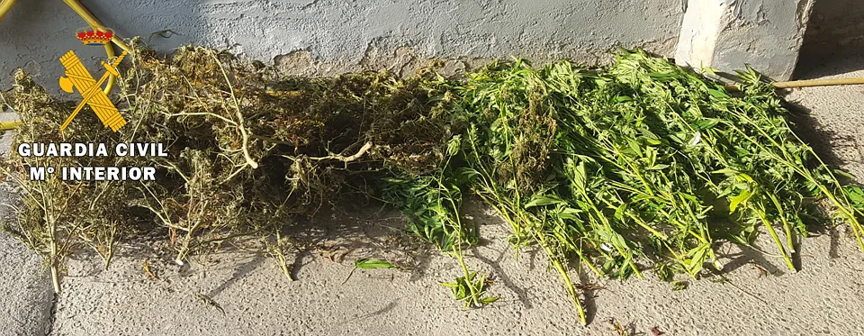 Sucesos Burgos: La Guardia Civil descubre un secadero de marihuana en pleno casco urbano de una localidad de Las Merindades
