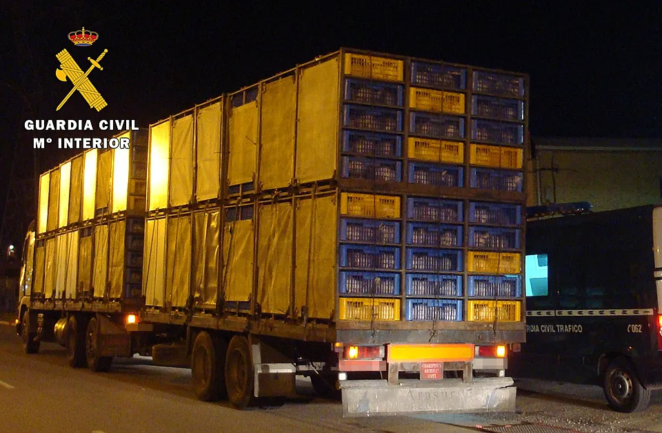 Sucesos Burgos: La Guardia Civil detecta un transporte por carretera de animales vivos que superaba un 22% el peso autorizado