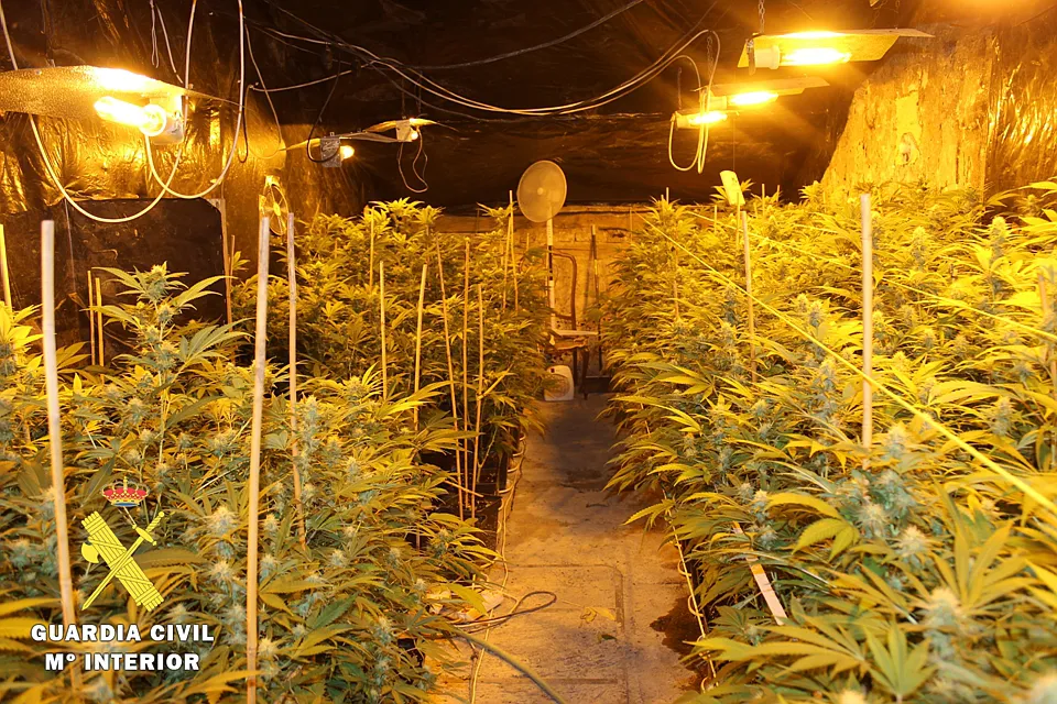 Sucesos Burgos: La Guardia Civil desmantela un laboratorio indoor con 318 plantas de marihuana