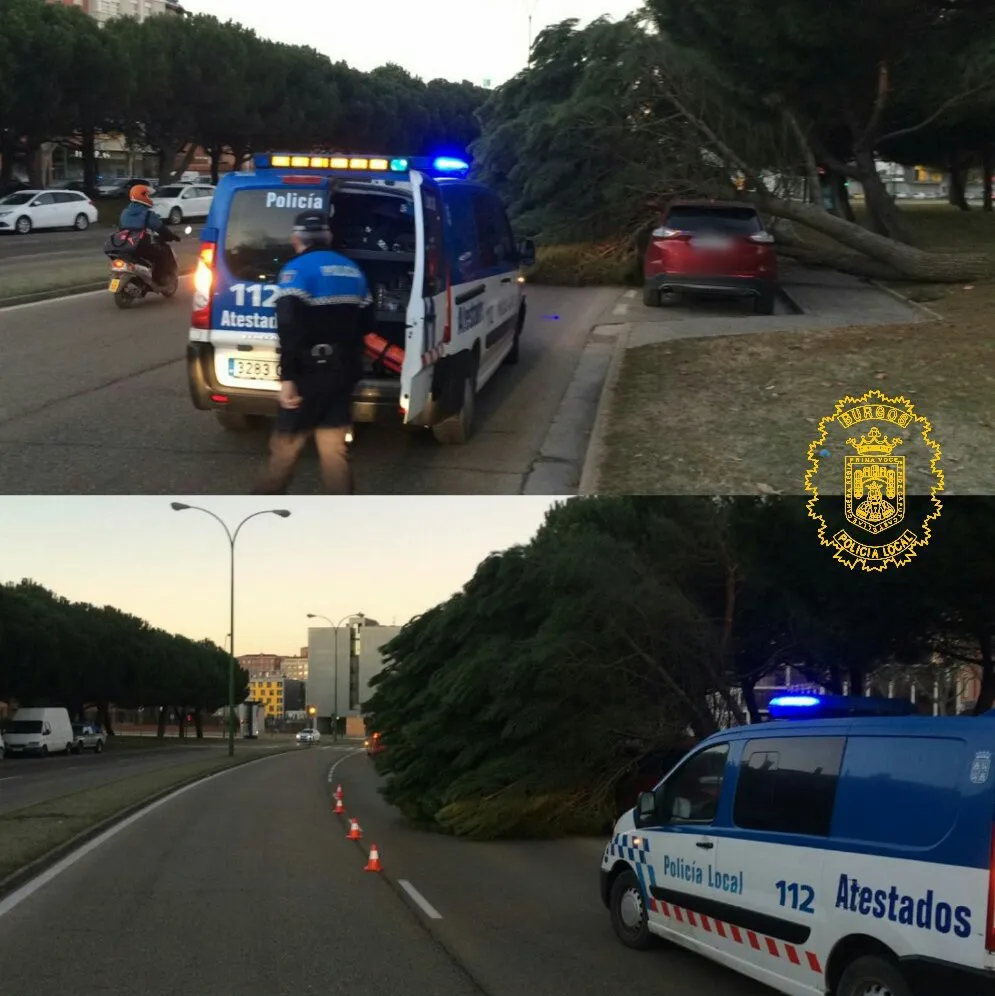 Sucesos Burgos: Cae un árbol sobre la calzada en la Avenida Castilla y León