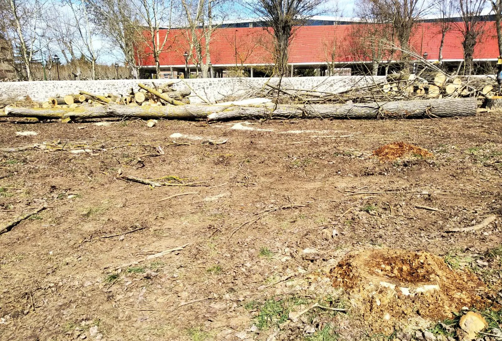 Local Burgos: Ya ha comenzado la tala de árboles de El Parral