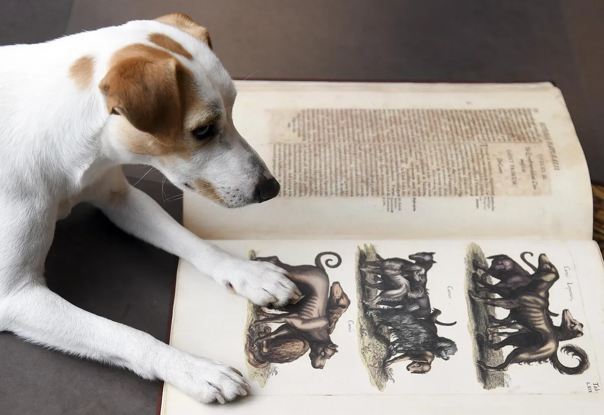 Actualidad Burgos: Pipper, el primer perro turista que da la vuelta a España, conoce el Museo del Libro y el Museo del Cid en Burgos