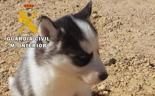 Sucesos Burgos: Detenida una joven por estafa on line en la compraventa de un perro
