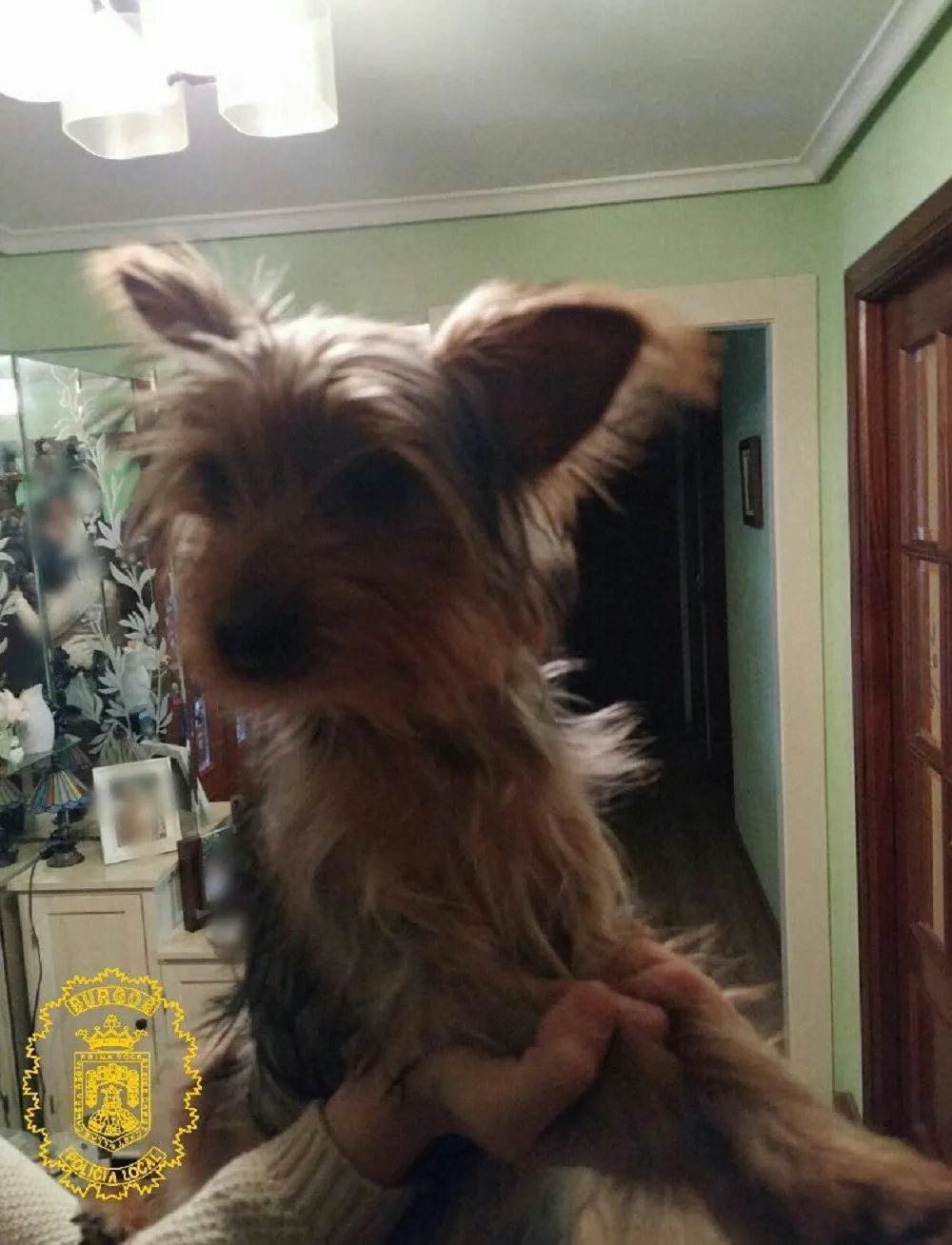 Actualidad Burgos: Encuentran a un perro perdido y lo trasladan a la perrera municipal