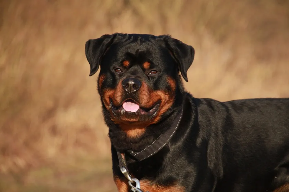 Sucesos Burgos: Denuncian al dueño de un perro de raza peligrosa, tras atacar a otro perro y causarle la muerte