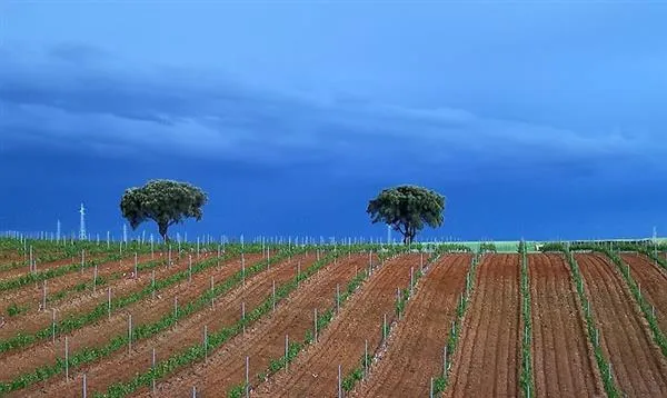 Tierra de Sabor Burgos: Denominación de Origen Protegida Valles de Benavente