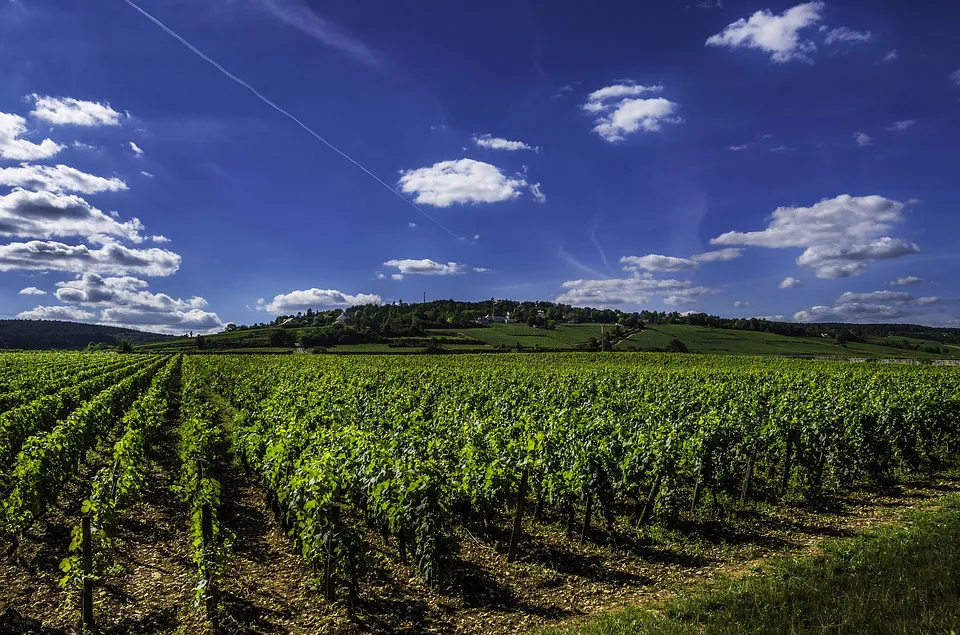 Tierra de Sabor Burgos: Otras Denominaciones de Origen en Castilla y León