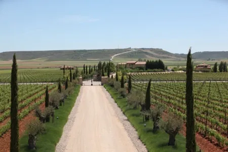 Tierra de Sabor Burgos: Denominaciones de Origen Protegidas en Castilla y León