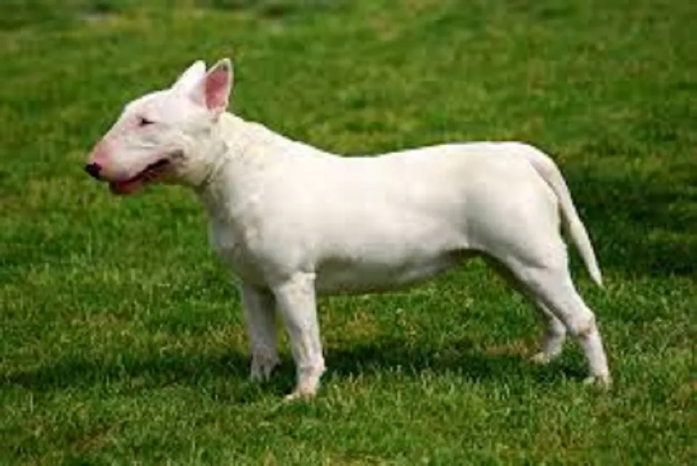Sucesos Burgos: Denuncian al propietario de un perro de raza peligrosa por morder a una niña