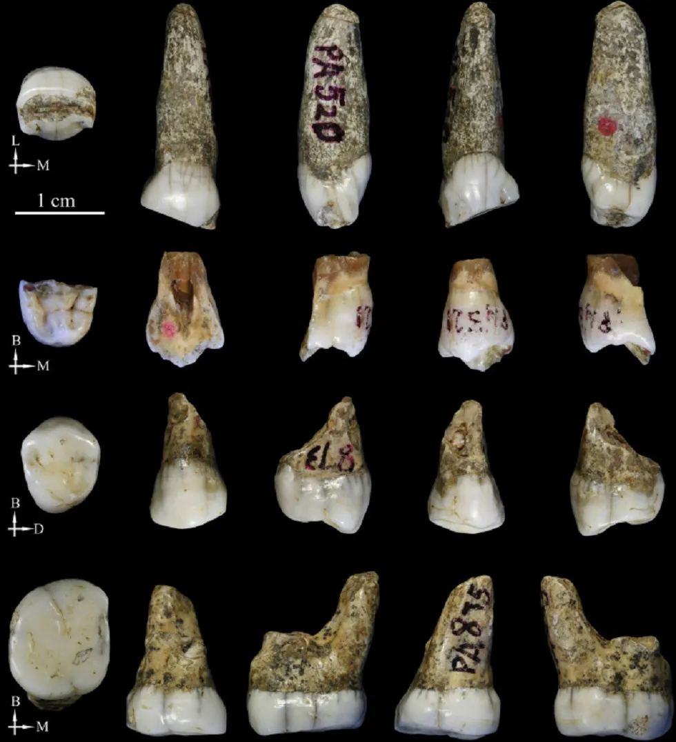 Ciencia Burgos: Los homínidos de Tongzi podrían ser una nuevo linaje humano en Asia