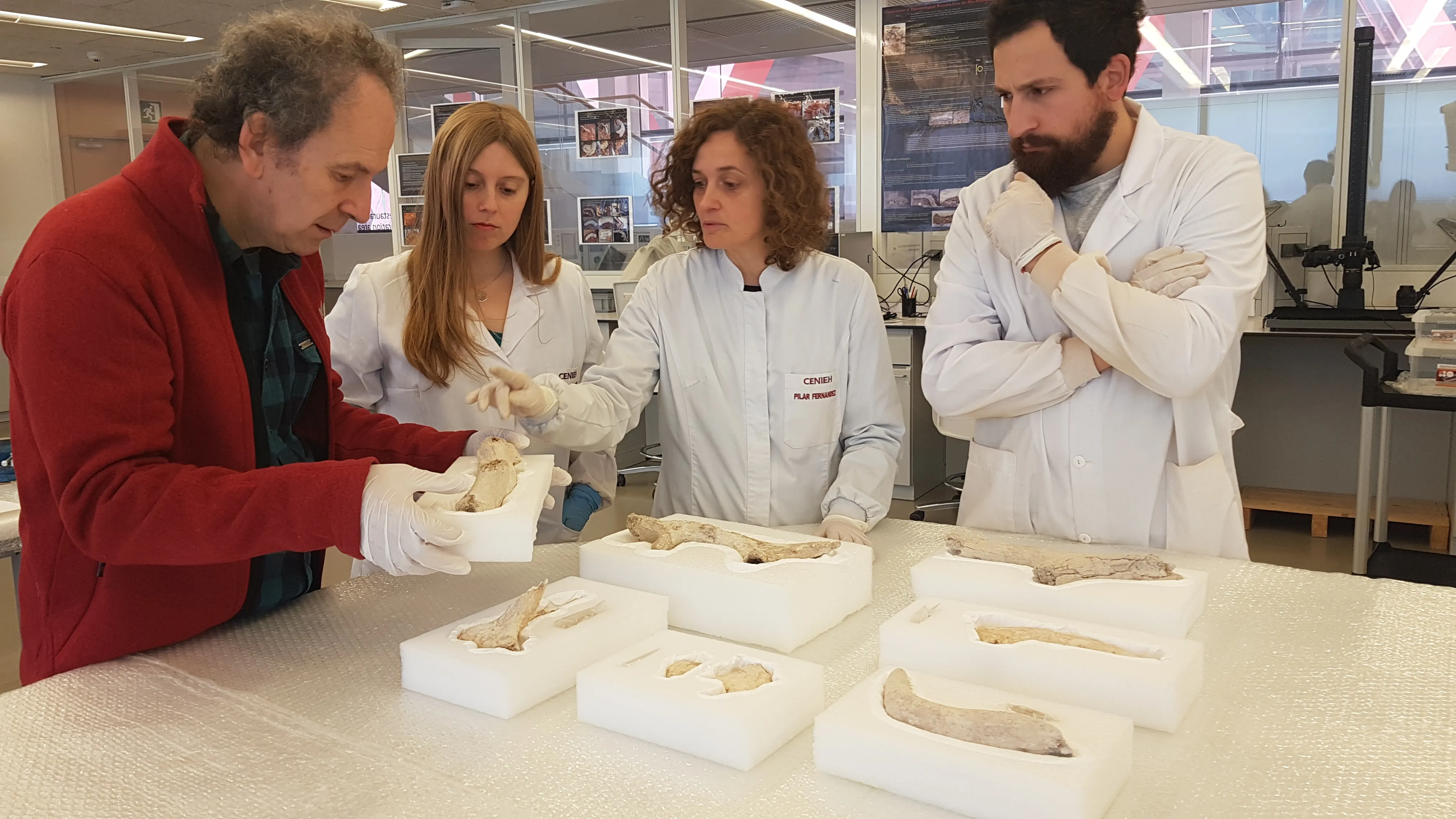Local Burgos: Restaurado el conjunto de herramientas de asta más antiguo de la península ibérica