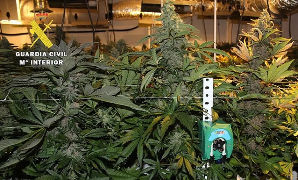 Sucesos Burgos: Dos detenidos y un investigado por cultivar y elaborar droga en un laboratorio ‘indoor’