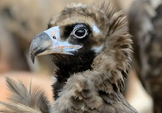 Provincia Burgos: Burgos alberga las mayores poblaciones de aves rupícolas de la Comunidad