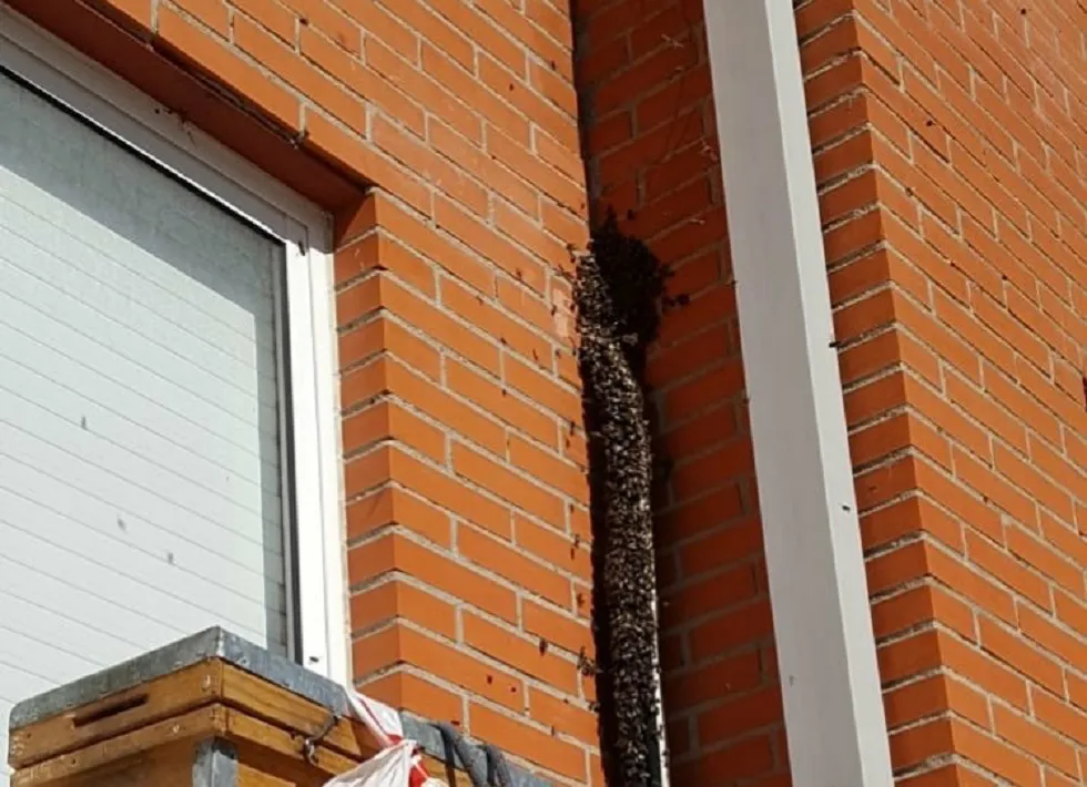Sucesos Burgos: Bomberos de Burgos retiran un enjambre de abejas que anidaba en una fachada
