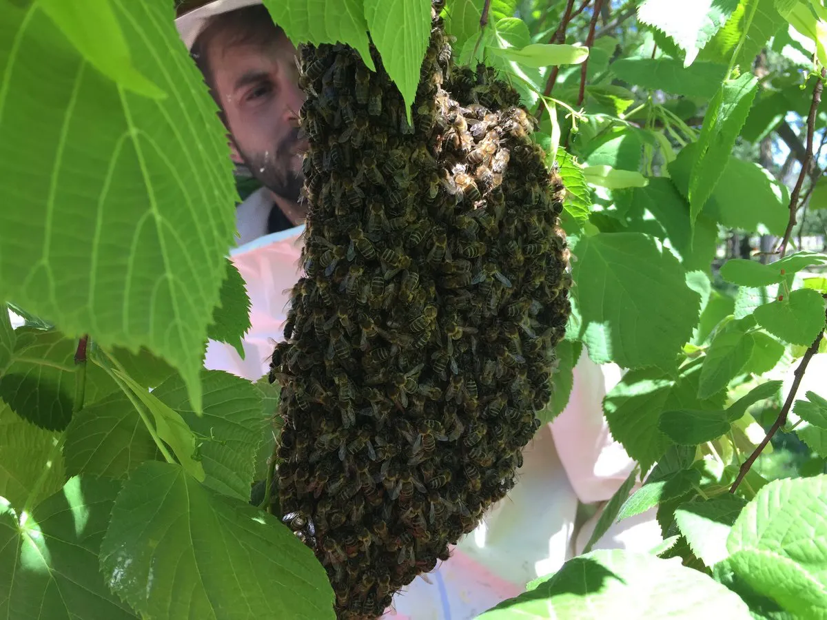 Sucesos Burgos: Actúan en un nuevo enjambre de abejas en El Parral