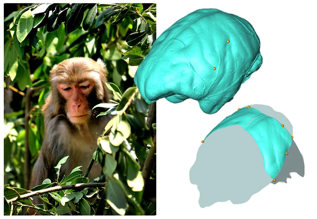 Analizan la anatomía parietal de los monos del viejo mundo