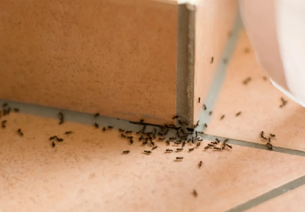 Consejos para eliminar hormigas, cucarachas e insectos en casa este verano